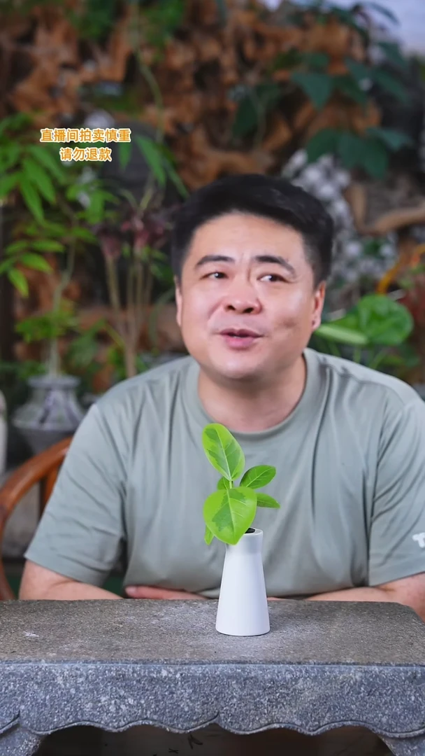 完全开放富贵榕+瓷器瓶