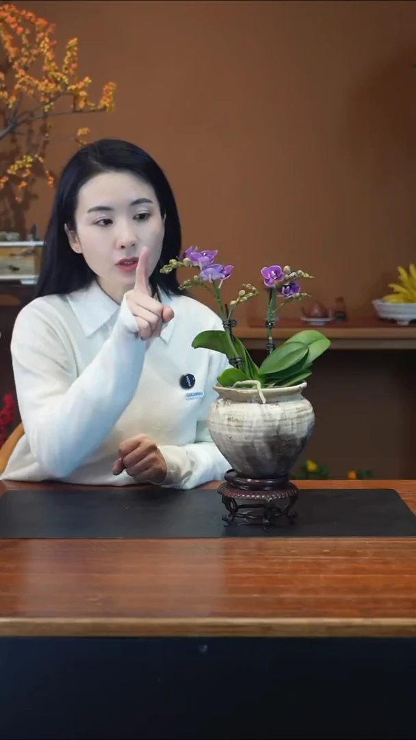 全部花朵蝴蝶兰圆陶盆景盆景盆景