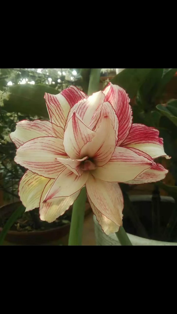 朱顶红安吉拉5厘米