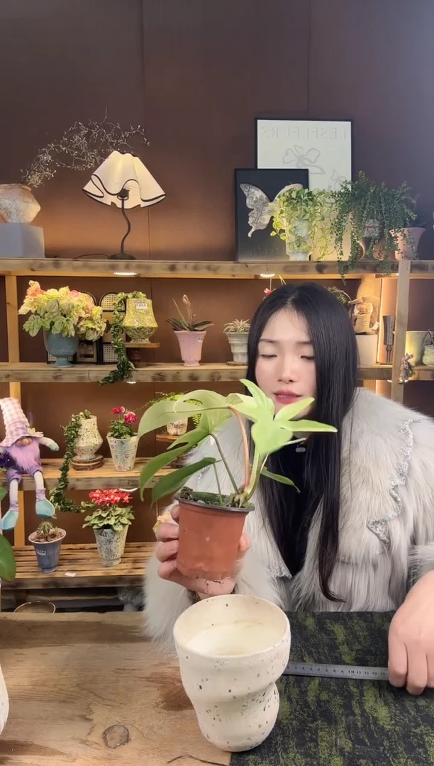 以实际为准128幽灵飞机育苗盆