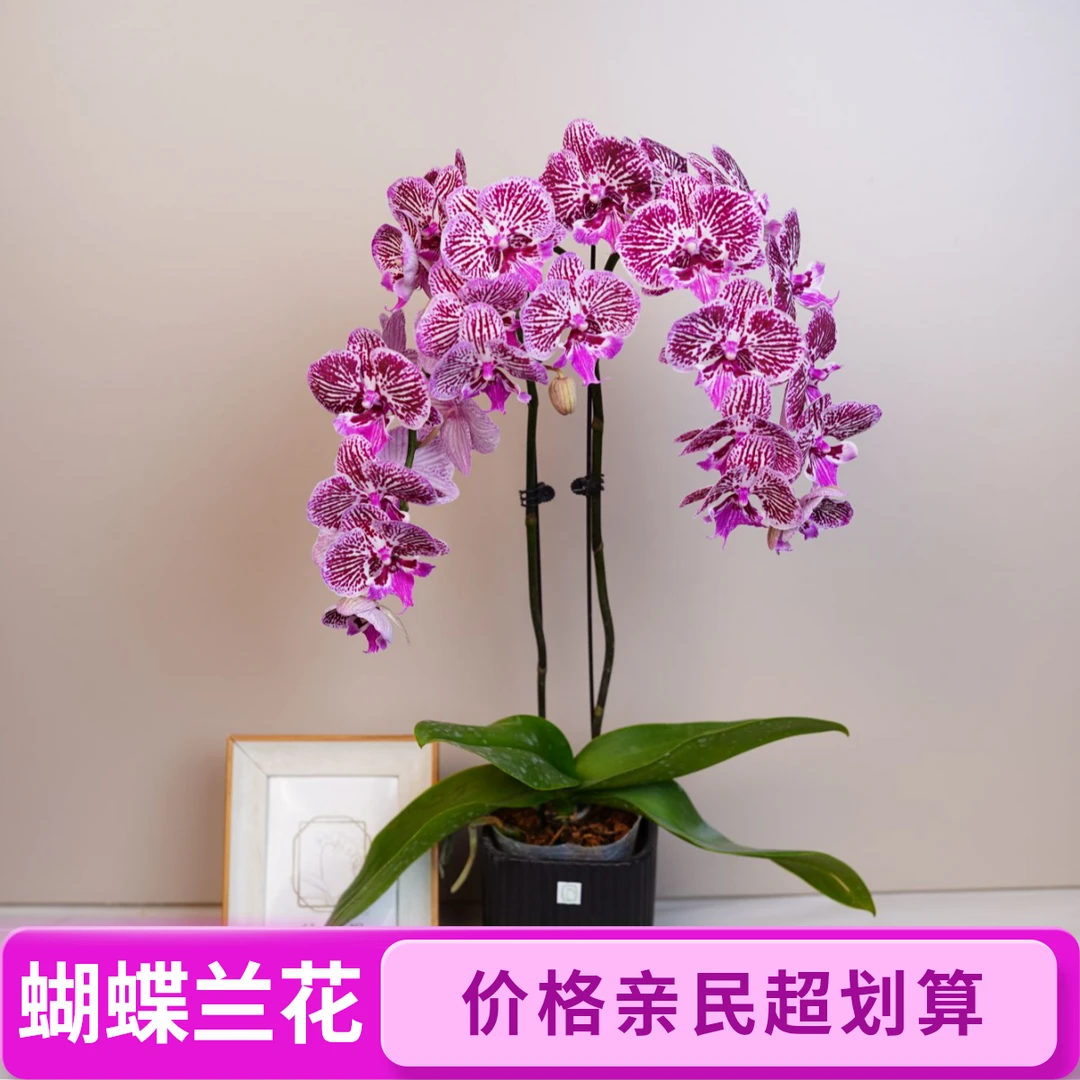 悠花里蝴蝶兰【七彩鱼】（3.5寸）全花发货花期超长