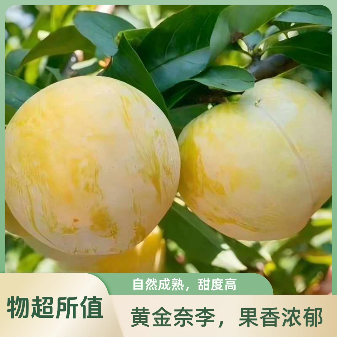 【炎陵高山黄金奈李】 现摘现发  顺丰次日达包邮湖南省
