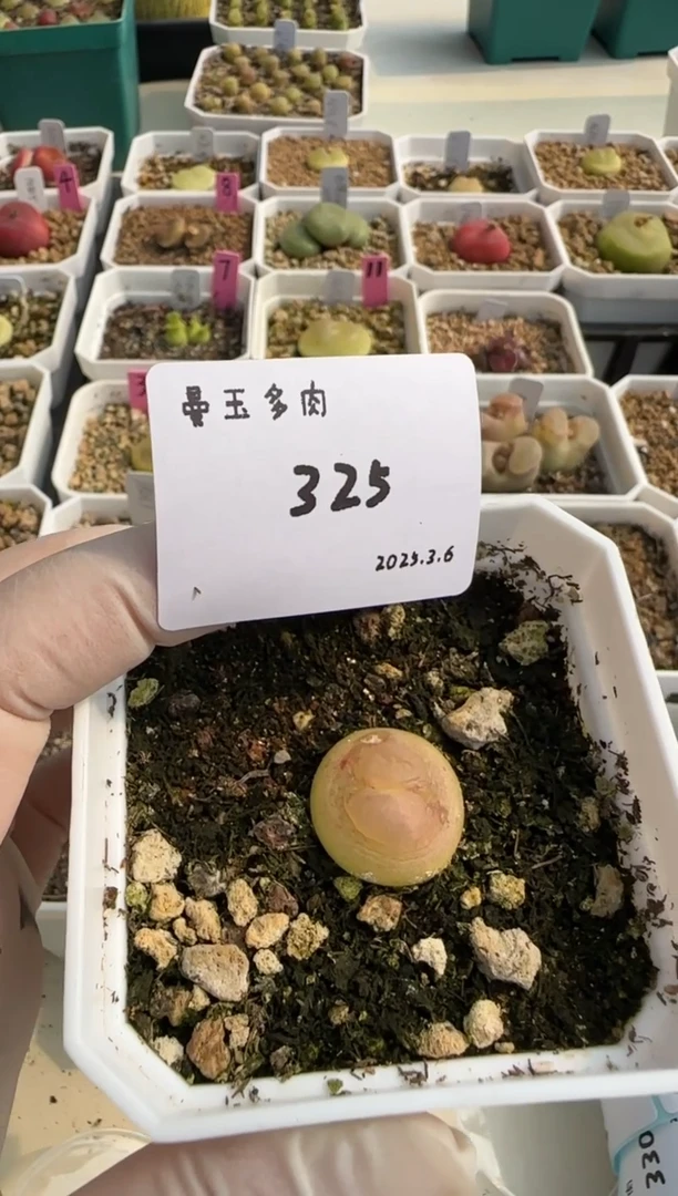 【闪购商品】3.9-325老阿姨