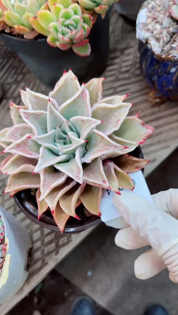 【闪购商品】05014