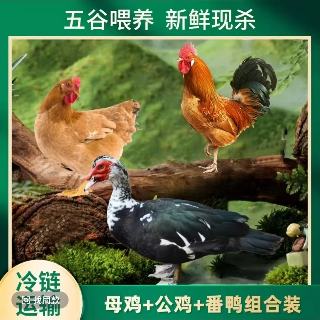 【润杰】2只2年老母鸡+赠1只公鸡+赠1只番鸭 共4只净重共11斤