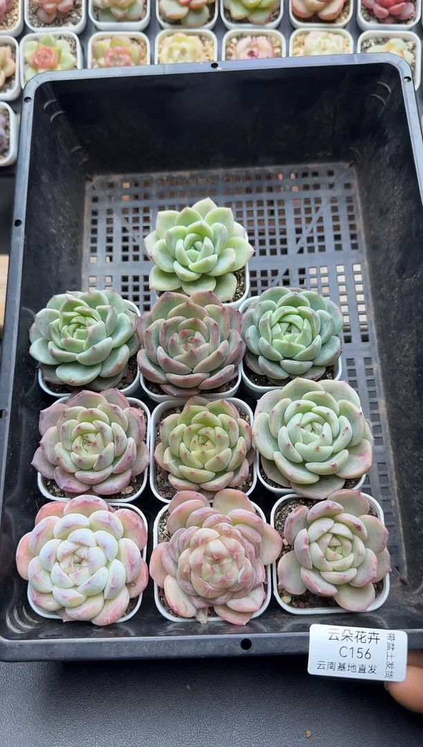 珍妮杂交多肉C156