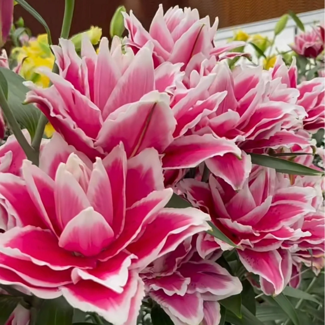 四季可种1颗【火星之恋】16/18重瓣香水百合庭院阳台花球