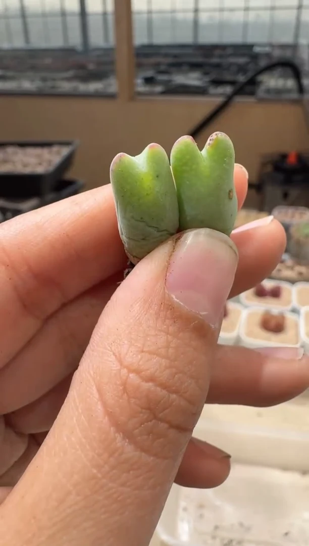 20-123多肉植物肉锥