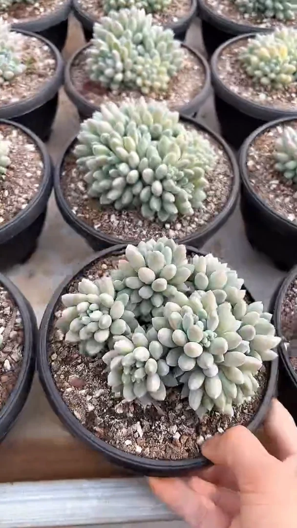 【闪购商品】小叶奶糖多肉