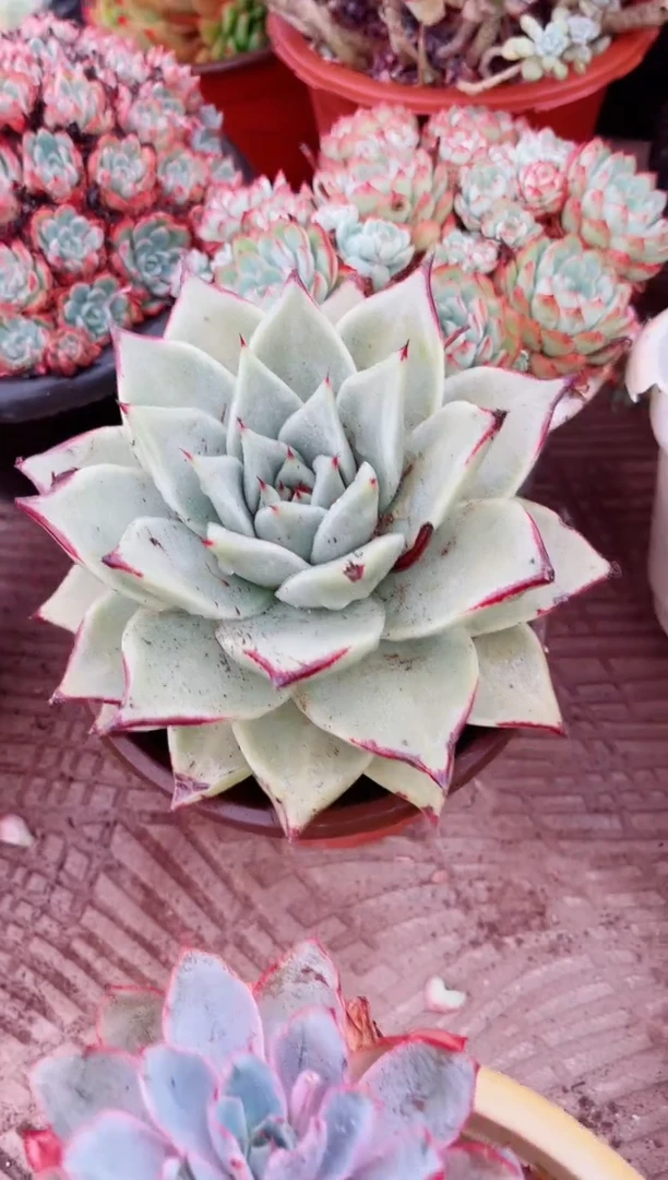 千*里05084多肉植物一物一拍