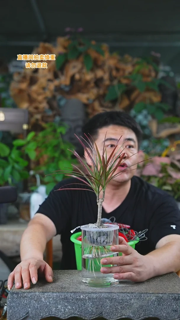 当前无花栽培后可以开花152千年木T
