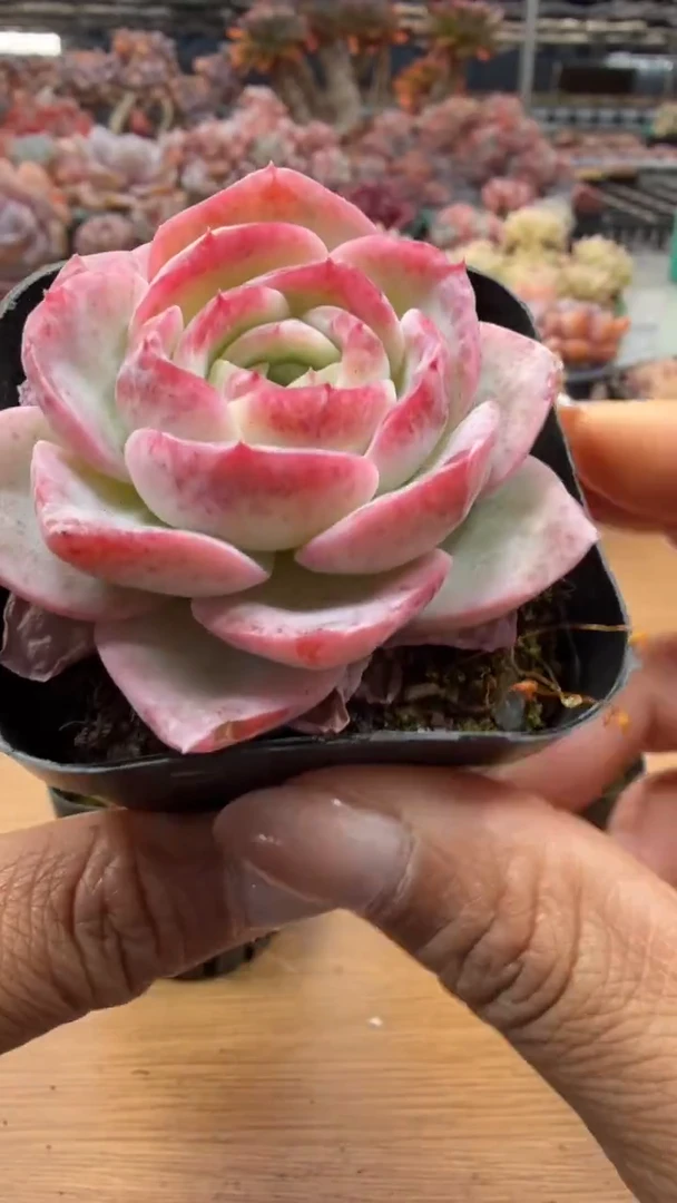 东云多肉园二店-18