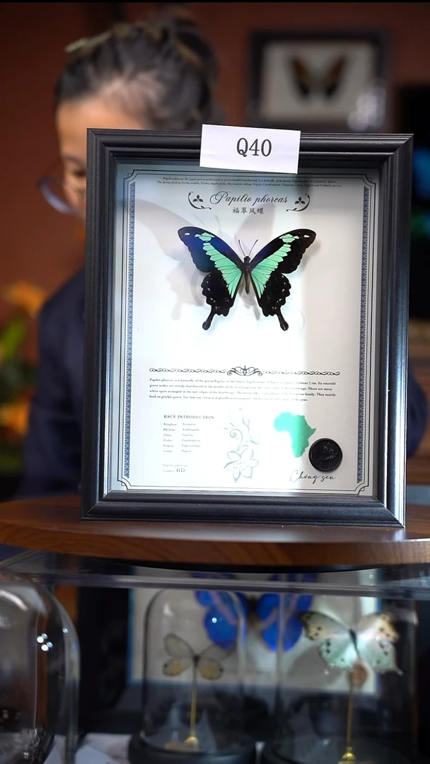 Q40     福翠凤蝶    一图一物    拍下不退不换