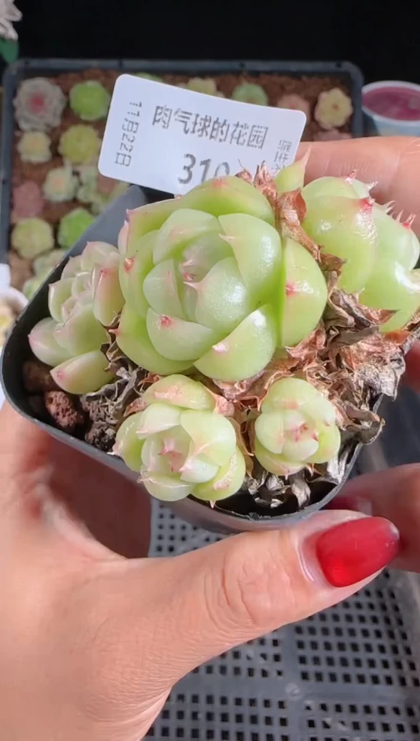 1122-311群生不包整