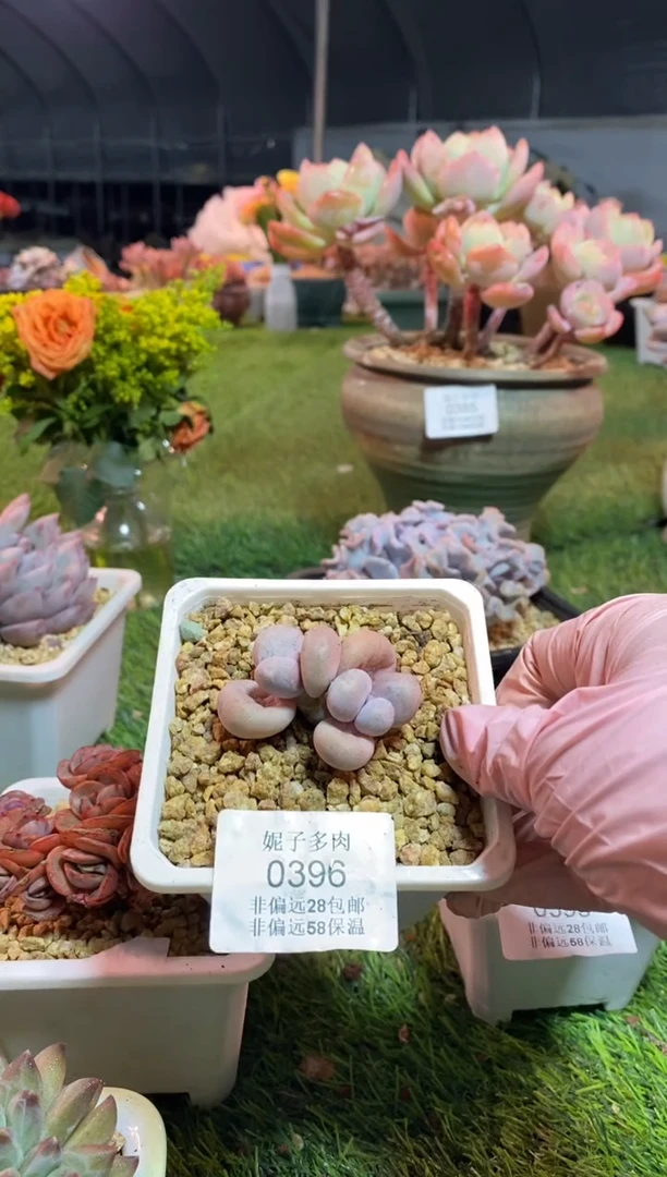 【闪购商品】0396a