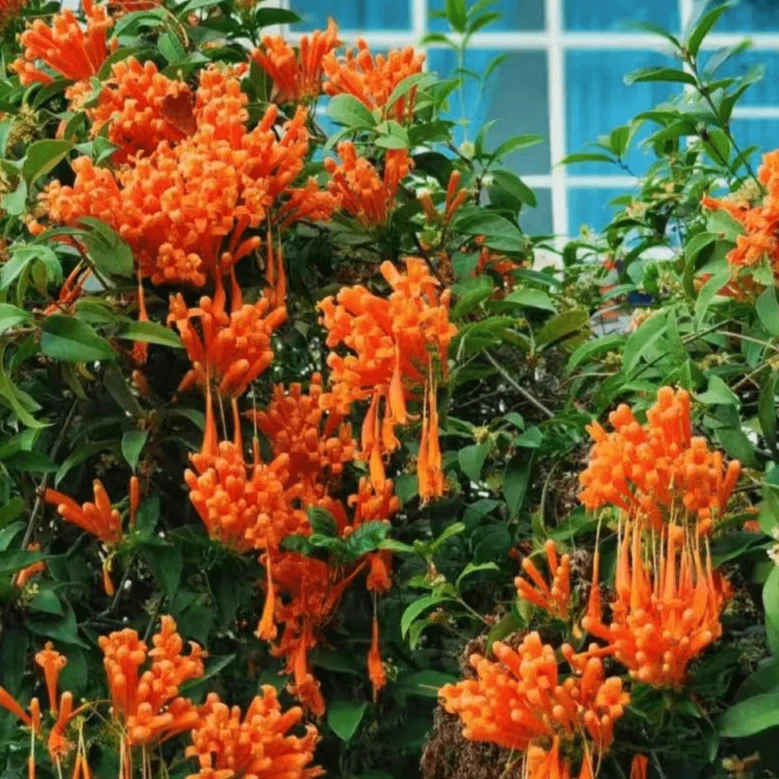 基地直销正宗炮仗花苗爬藤花卉庭院室外好养花苗常青绿植四季开花
