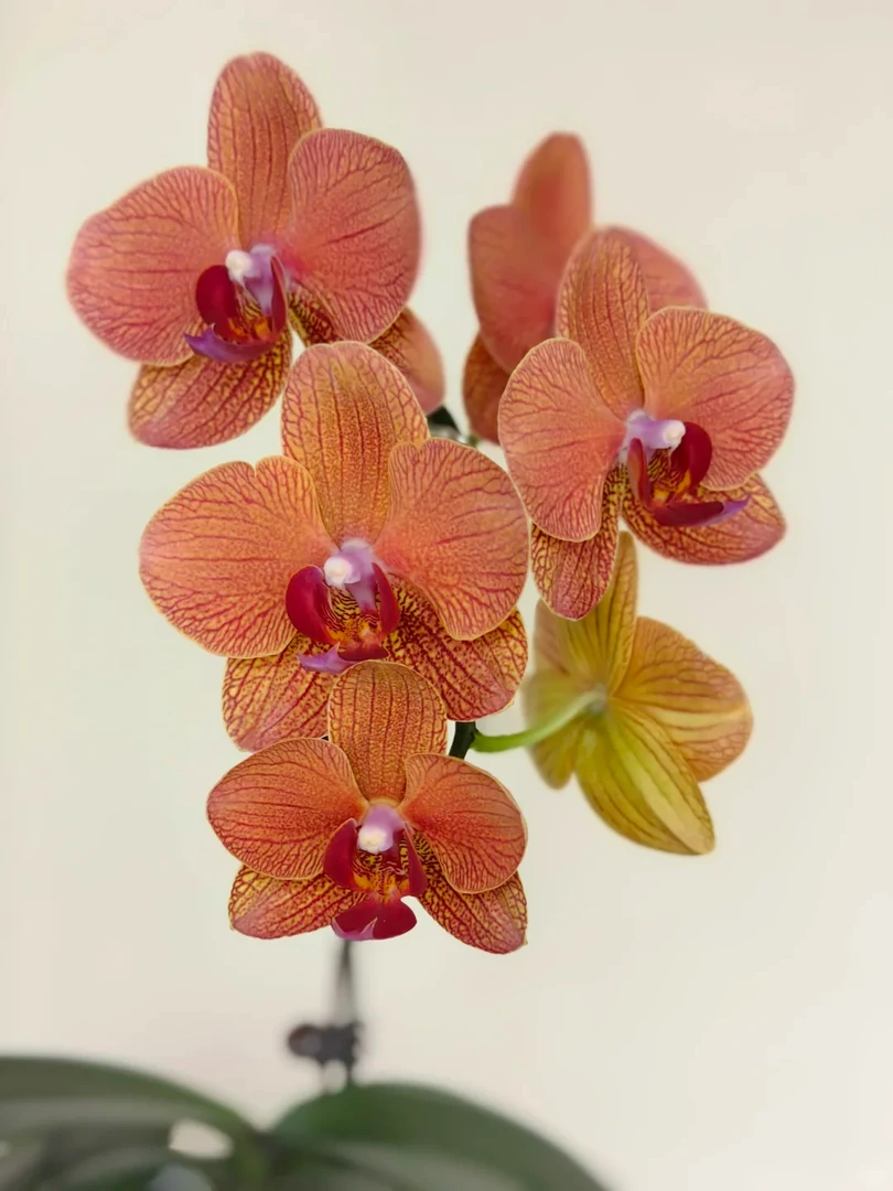 万景花卉蝴蝶兰【KV622】 花剑苗