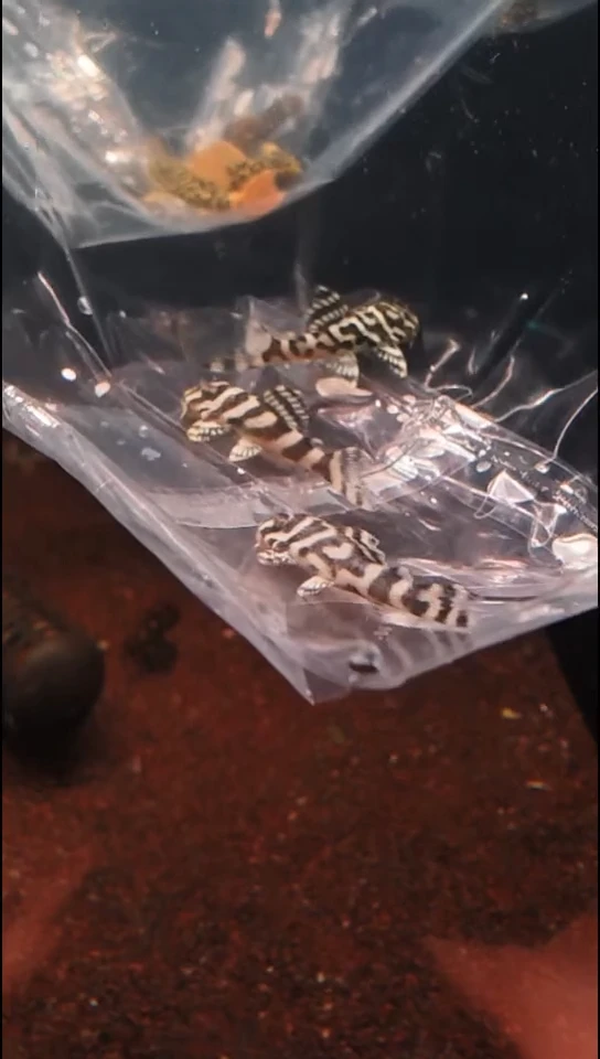 工具鱼一**咩编号85   L333帝王迷宫3只  3-3.5厘米