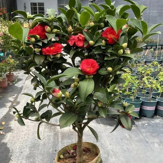 四季山茶花红色盆栽带花苞七星绿植客厅玄关办公室内阳台庭院盆景