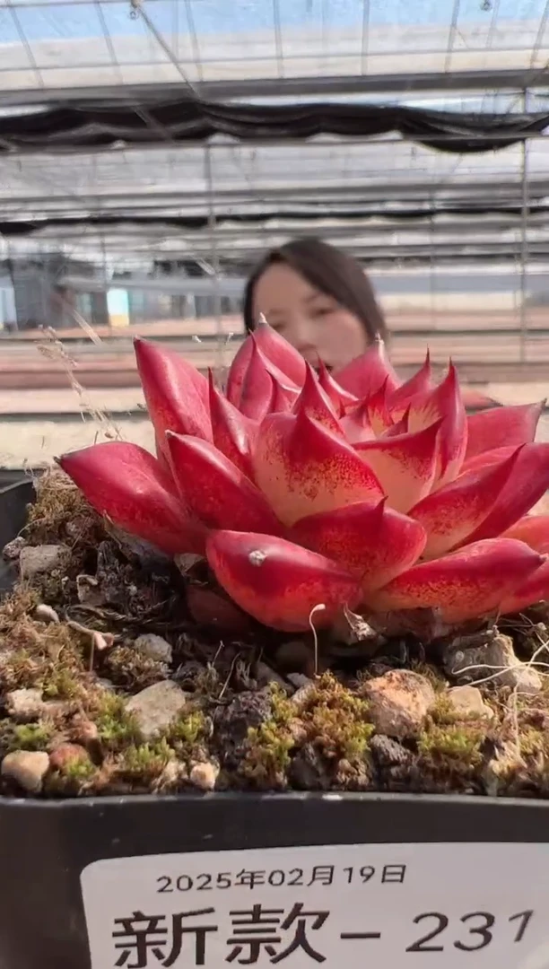 【闪购商品】新款多肉-231