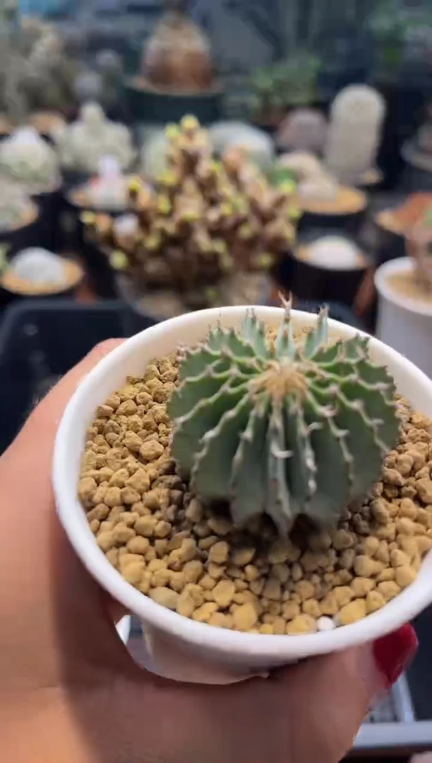 叫***kOK专拍实生花笼带盆