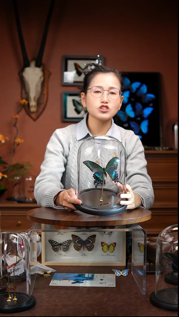 绿带翠凤蝶 夏  常规