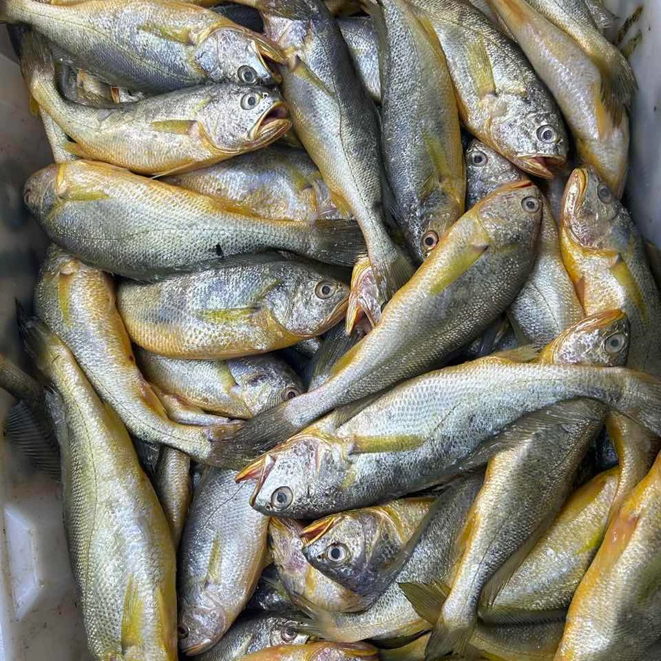 野生黄花鱼 鲜冻 次日达 顺丰快递 厦门发货 1500g