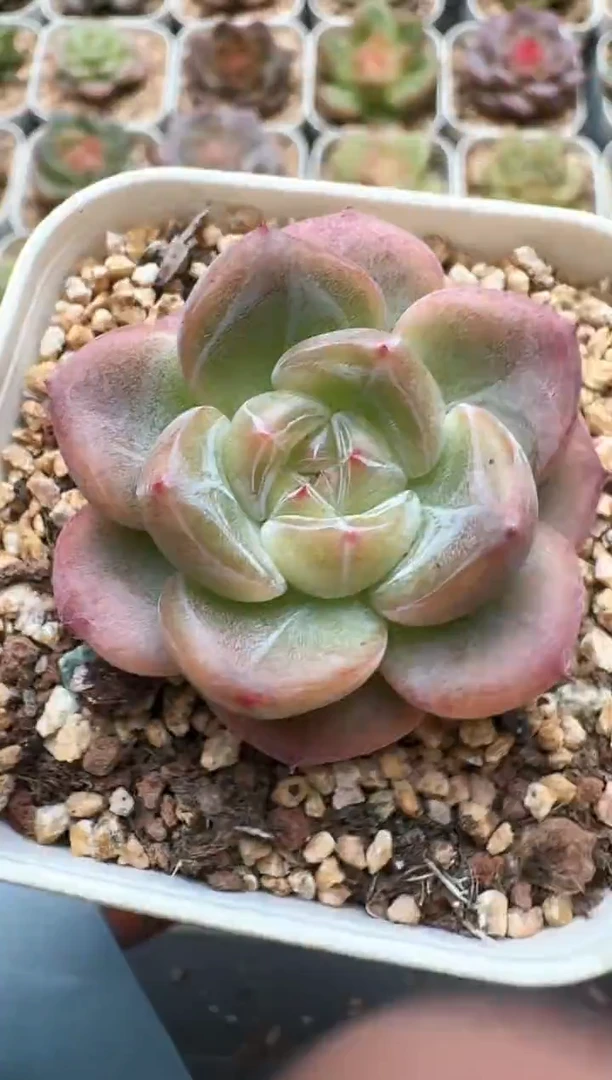 105C云禹多肉植物 带盆土纸巾打包 3颗包邮