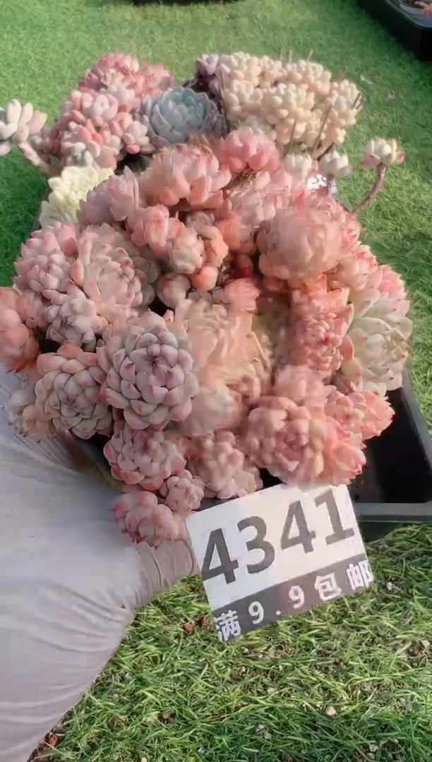 【闪购商品】信福多肉一物一拍