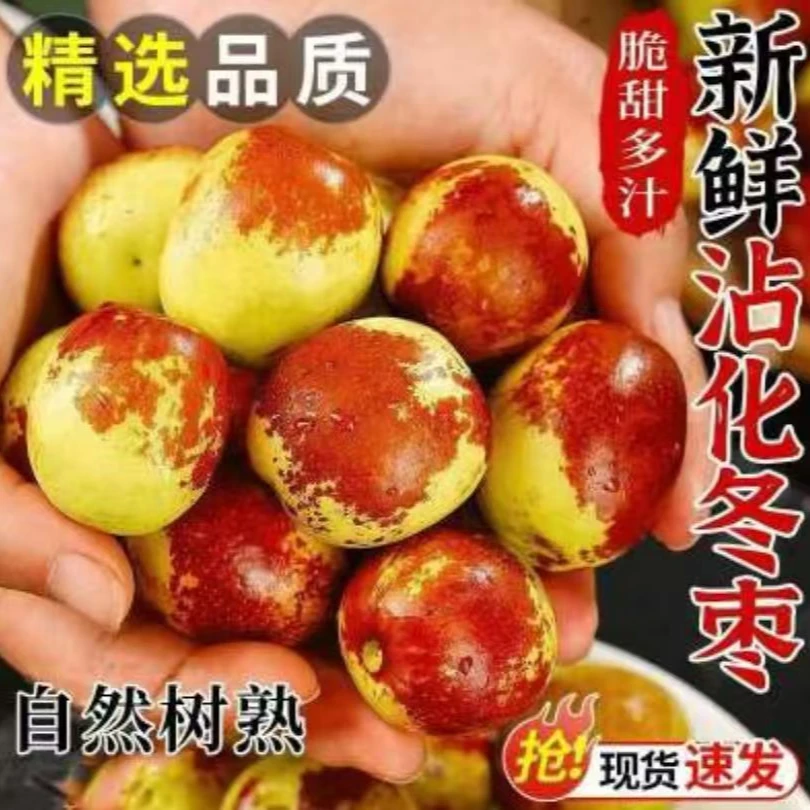 【沾化冬枣】现摘现发5斤装新鲜脆甜大枣水果当季果园产地直供包邮