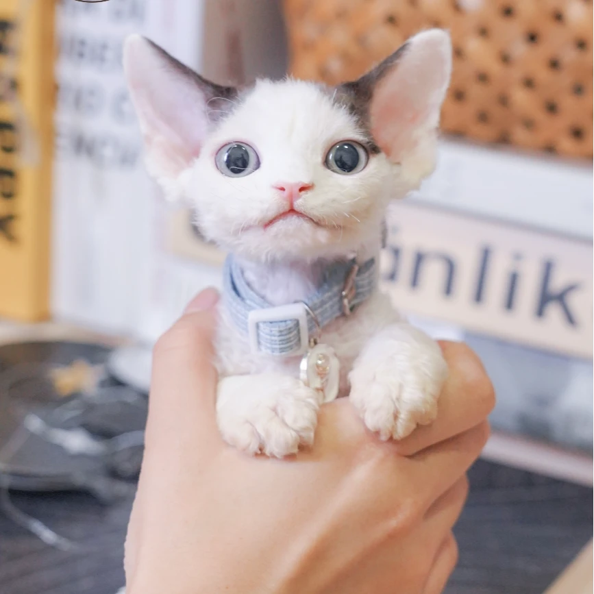 德文弟弟 2个月 德文卷毛猫