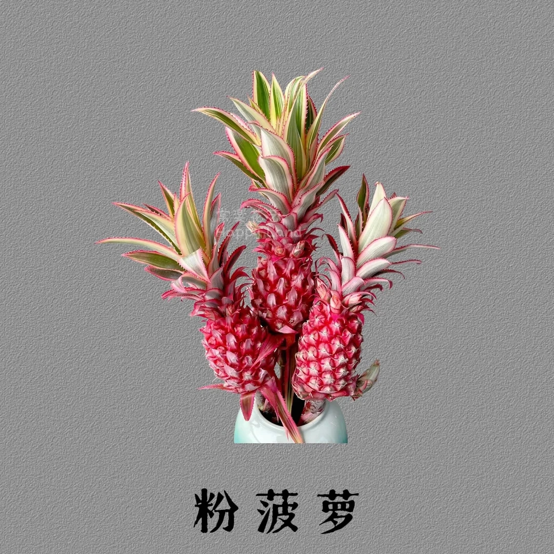 南非小菠萝1支