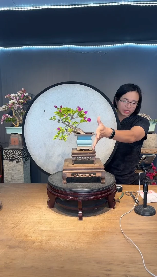 用****6三角梅小叶紫