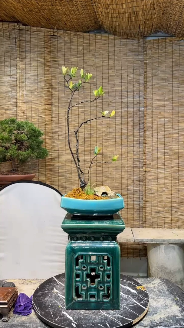 【闪购商品】海岛春花