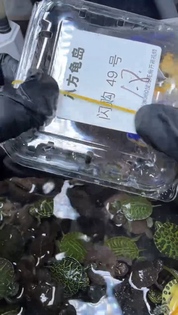 公母搭配宠物龟49号拍品