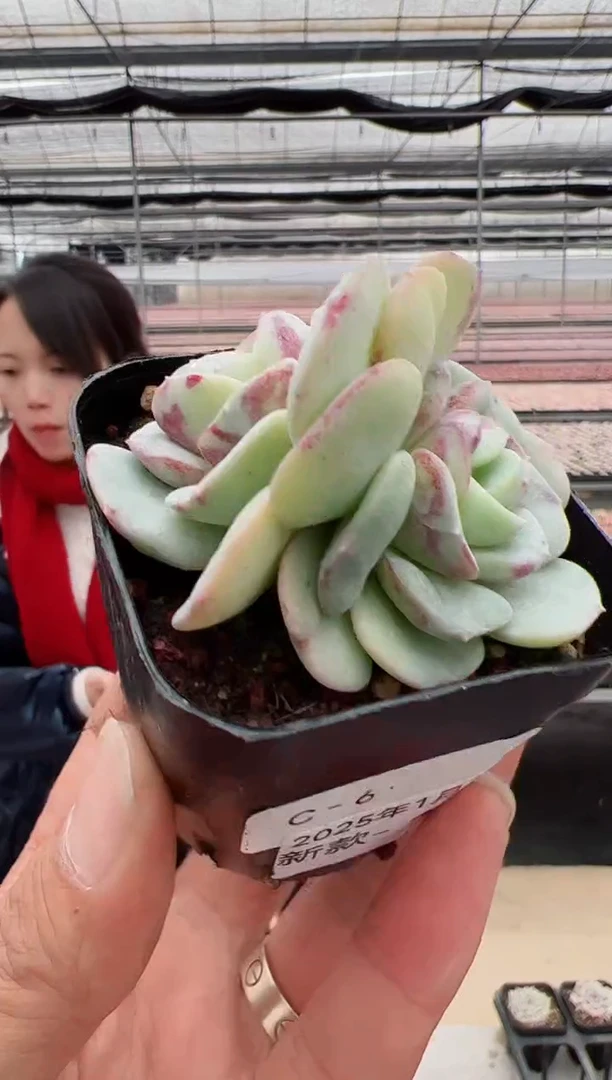 【闪购商品】新款多肉-131