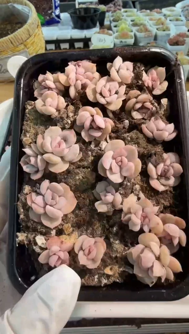 宫花切糕1盒 量拍混发