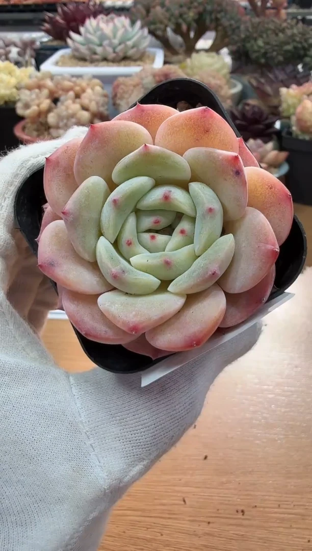 东云多肉园二店-26