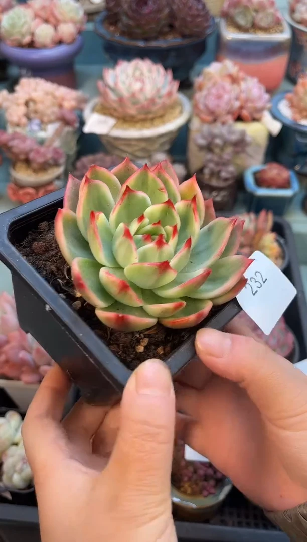 孑*232单头桃花锦多肉