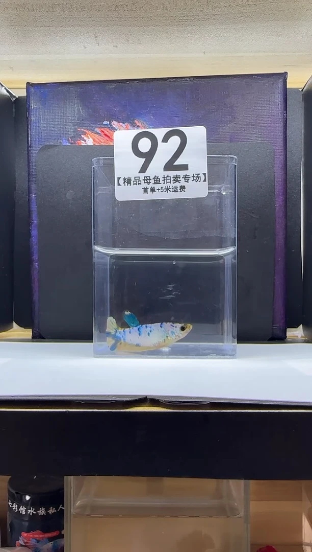 斗鱼母鱼编号：92