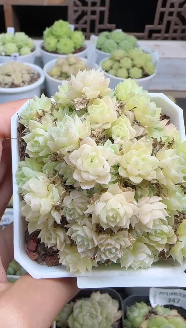 1105-350麦秆群不包整哦