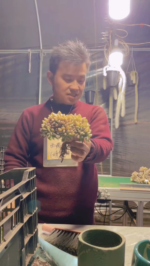 ?*午228淡雪缀化一物一拍