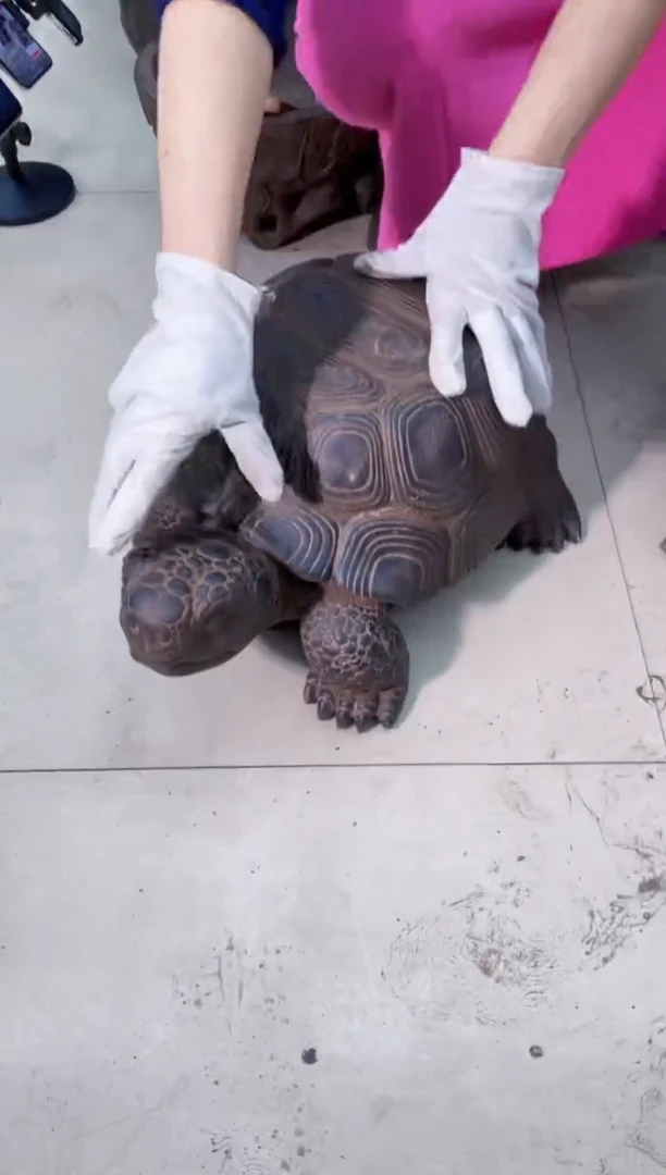 【闪购商品】复合盆y-058