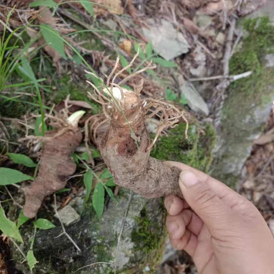 云南滇重楼鲜货七叶一枝花种苗高杆大叶滇重楼种植苗独角莲