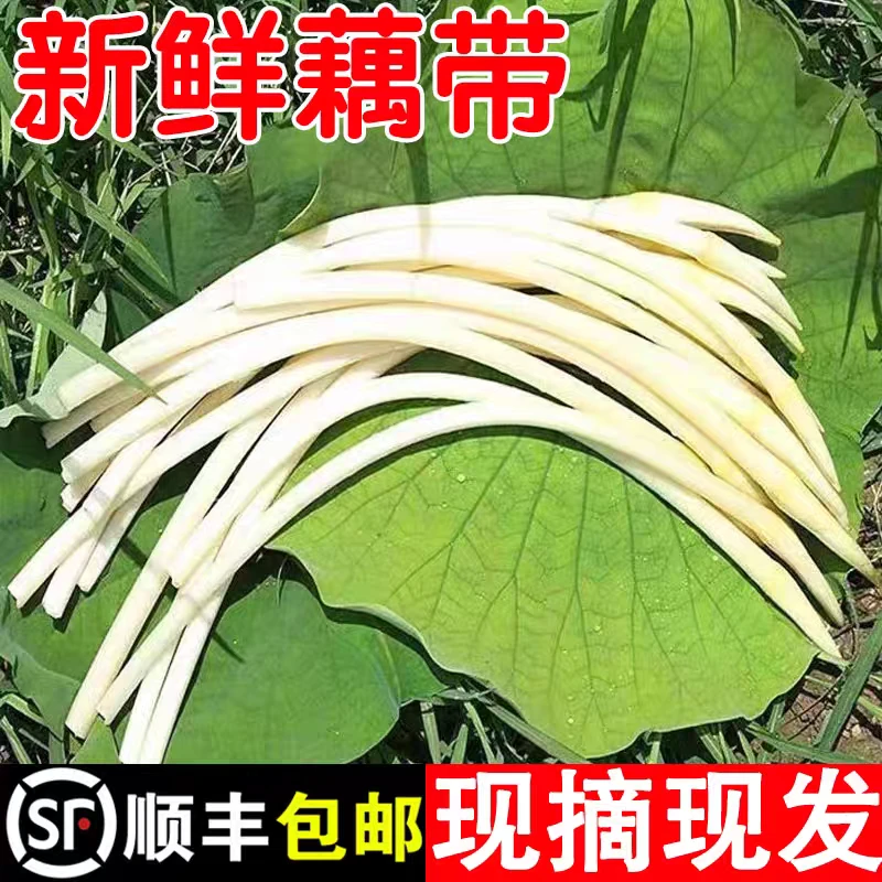 新鲜爆汁藕带 现采先发【顺丰包邮】