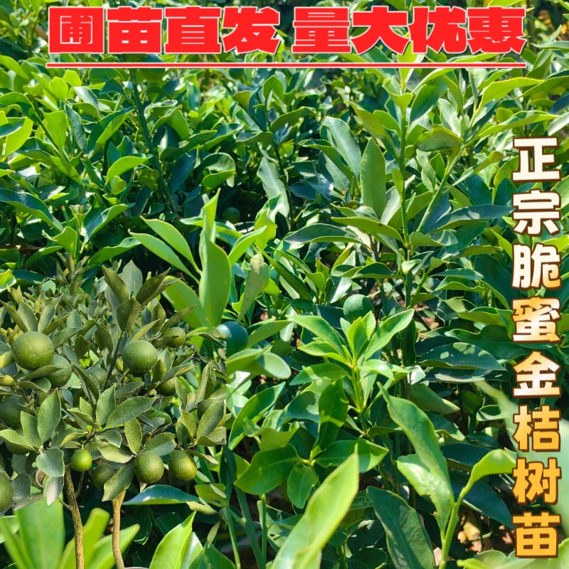 广西融安脆皮金桔树苗脆蜜金桔嫁接苗果树苗大全新款金柑苗金钱桔