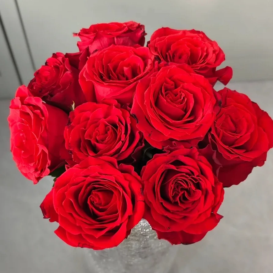 【云南鲜花】单头（珍爱）玫瑰 1单普通包邮，2单以上顺丰冷链