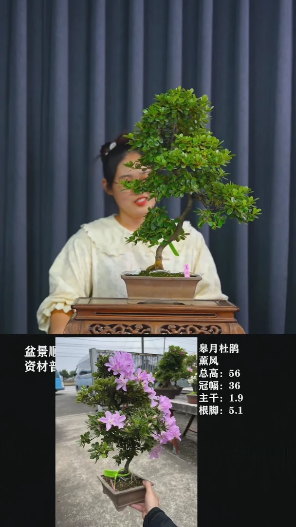 无花朵云****8薰风-G7958
