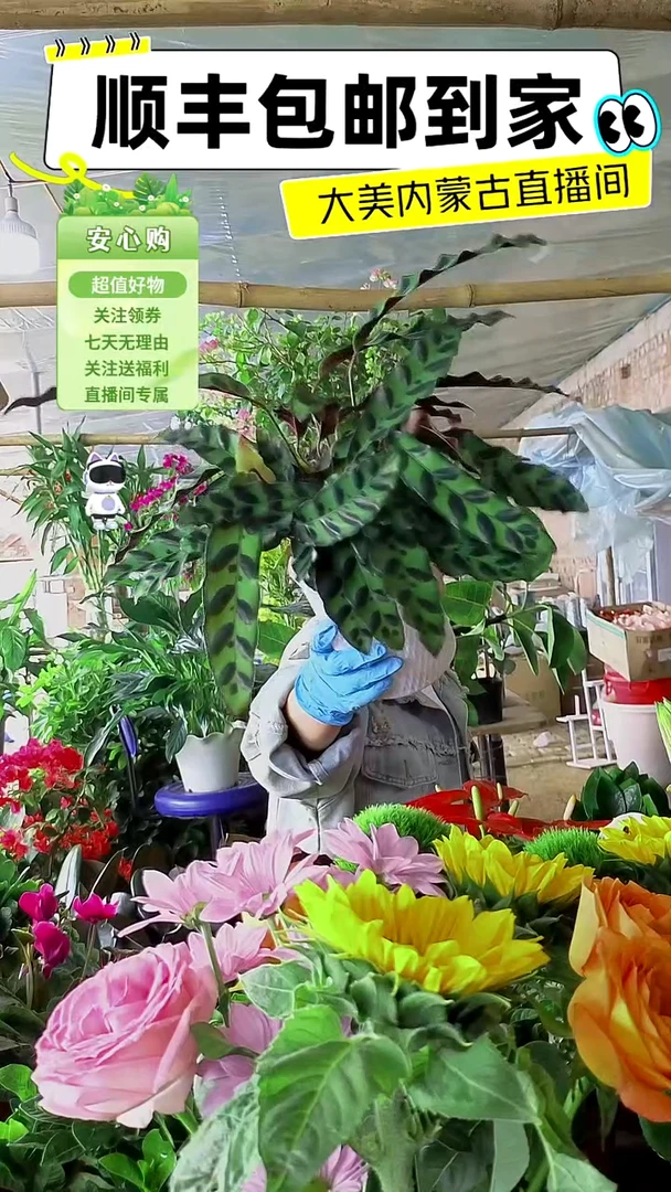 完全开放水培猫眼绿天鹅