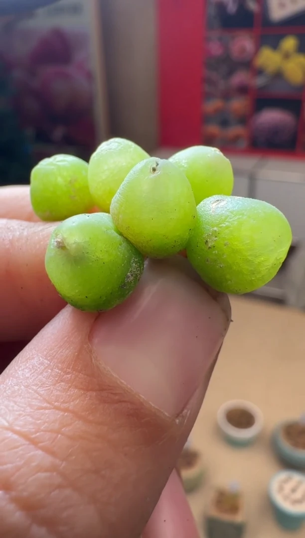 【闪购商品】1/24-106大葫芦一颗